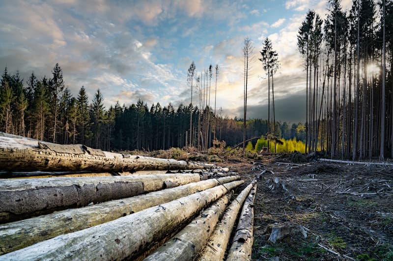 Holz als nachwachsender Rohstoff